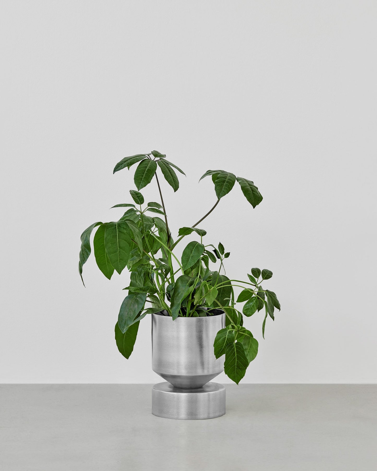 ADA PLANTER RAW - SMALL